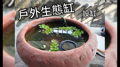 室外養魚|養魚先養水之戶外生態缸如何預防寒流來襲